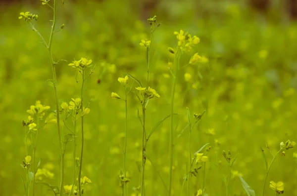 Fleurs jaunes sur fond vert bleui — Photo