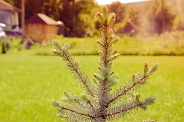 Blaufichte im Sommergarten im Dorf — Stockfoto