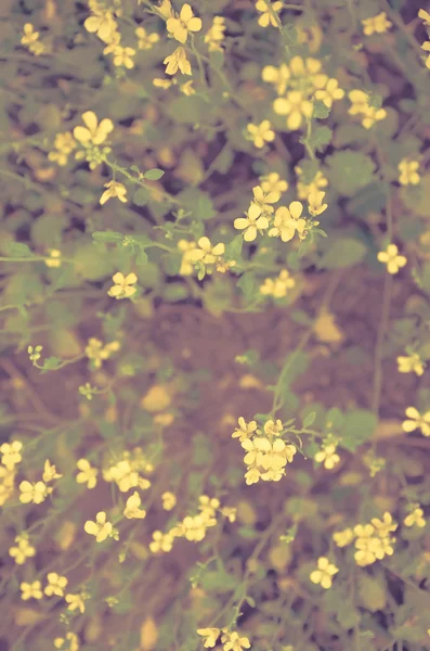 Жовті квіти на темно-зеленому тлі — стокове фото