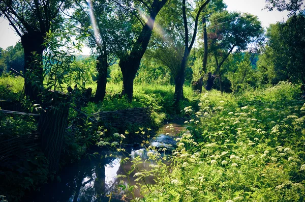 Small Clean River and Green Overgrown  Banks