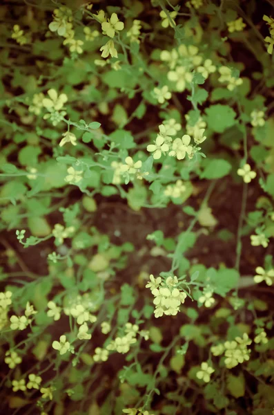 Fleurs jaunes sur fond vert bleui — Photo