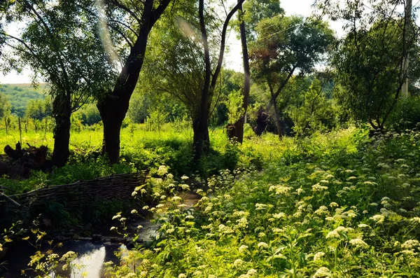 Pequeño río limpio y verdes bancos cubiertos — Foto de Stock