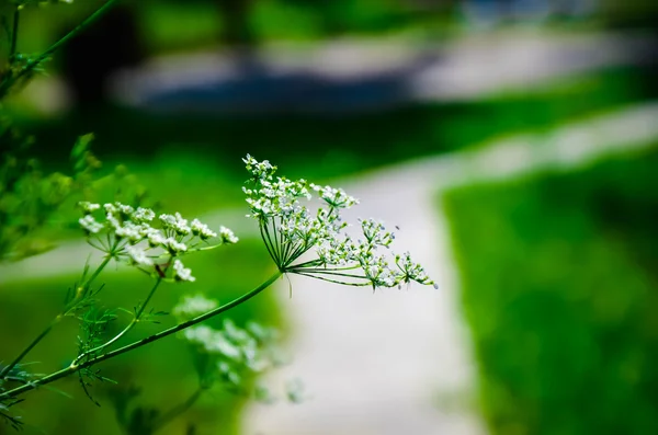 牛香菜菊花-白色夏季野地花 — 图库照片
