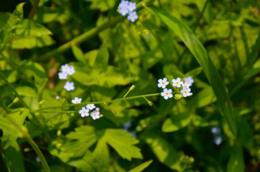 Mavi olmayan çiçekleri unut.
