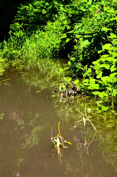 Petite rivière propre et berges vertes envahies — Photo