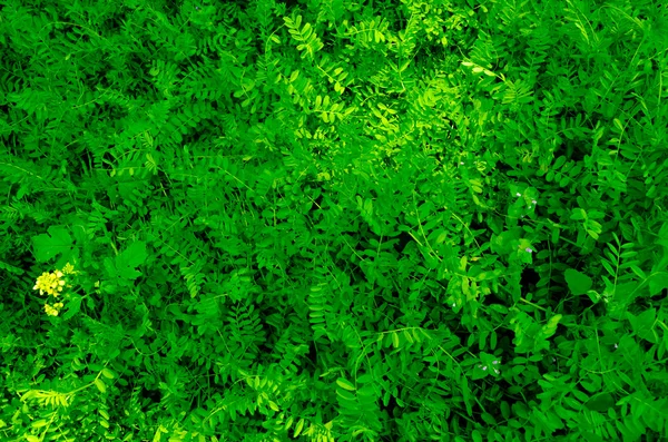 Зеленые листья стены текстуры фона — стоковое фото