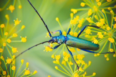Bir çiçek dereotu üzerinde oturan siyah böceği