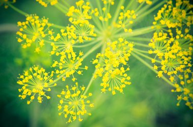 Bir çiçek dereotu üzerinde oturan siyah böceği