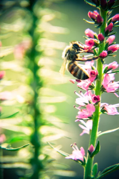 Gemeenschappelijke heather-calluna vulgaris. Kleine honing bos plant en decoratieve tuin . — Stockfoto