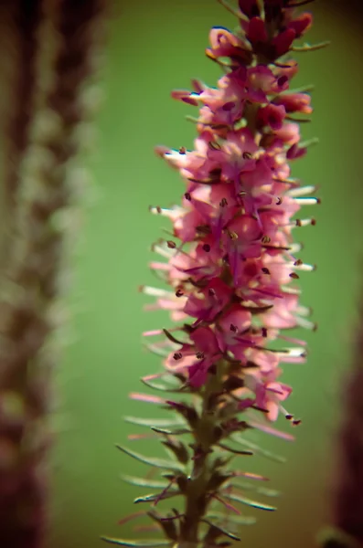 Bruyère commune calluna vulgaris. Petite plante de forêt de miel et jardin ornemental  . — Photo