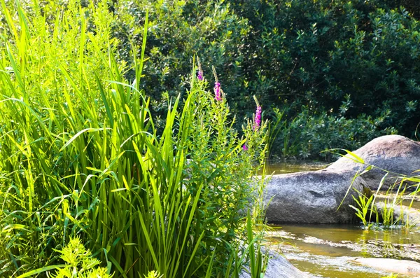 Paisaje de verano con un río, árboles, plantas con flores en tiempo soleado — Foto de Stock