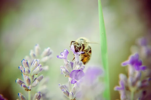 Abelha de mel em flor de lavanda — Fotografia de Stock