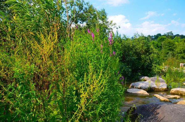 Paisaje de verano con un río, árboles, plantas con flores en tiempo soleado — Foto de Stock