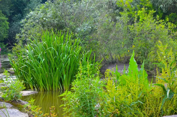 Paisaje de verano con un río, árboles, plantas con flores en tiempo soleado — Foto de Stock