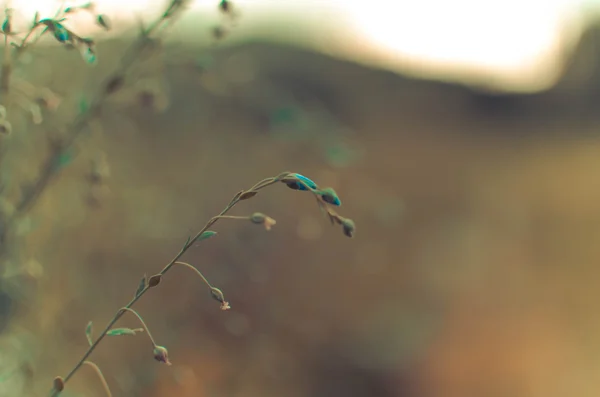 Společné len Linum usatissimu květiny - a poupata - semena — Stock fotografie