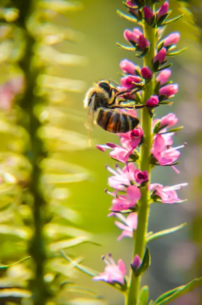 Gemeenschappelijke heather-calluna vulgaris. Kleine honing bos plant en decoratieve tuin . — Stockfoto