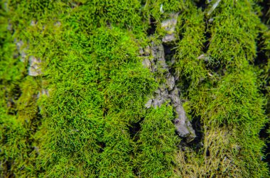 yeşil yosun arka plan doku ağaçta güzel