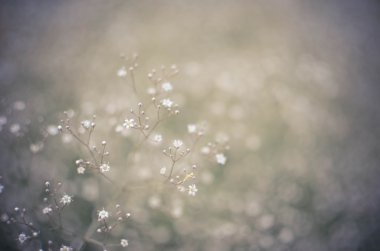 Arka plan bulanık, küçük beyaz çiçekler gypsophila, seçici odak ile