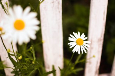 Beyaz çitli bir bahçede, çiçeklenme yakın çekim güzel papatyalar çiçek