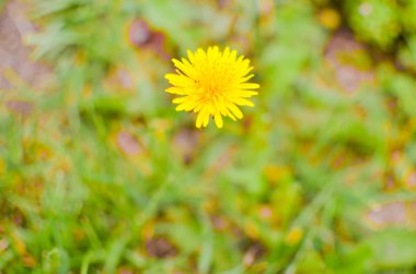 Sahada bir sarı karahindiba portre fotoğrafı