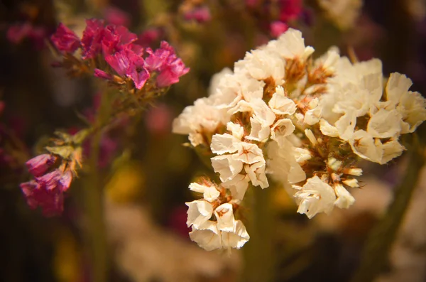 Gros plan sur pot pourri décoratif et aromatique — Photo