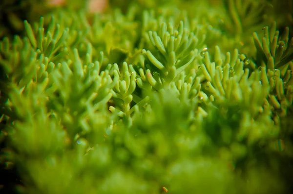 Background of green plants on the ground — Stock Photo, Image