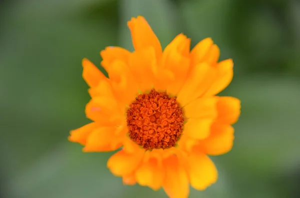 Marigold Calendula officinalis flower closeup — Stock Photo, Image