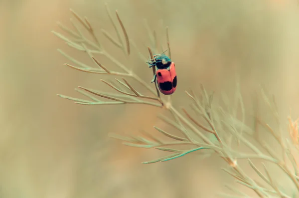 Besouro preto e vermelho sentado em um aneto de flores — Fotografia de Stock