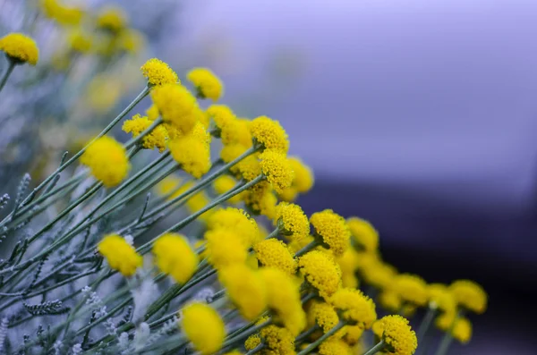 多くの野生の草原のビンテージ写真暗いフィールドと空の背景に黄色の花をふるいにかけます。屋外夜謎の春の植物 — ストック写真