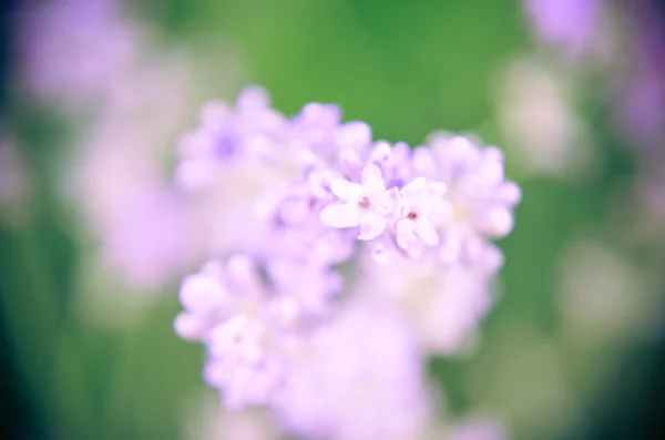 Visa av färsk lavendel i fält — Stockfoto