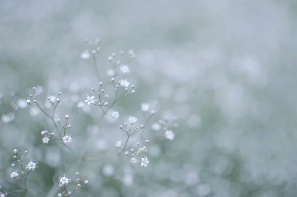Фон з крихітними білими квітами гіпсофіла, розмитий, вибірковий фокус — стокове фото