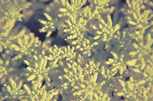 Achtergrond van groene planten op de grond — Stockfoto