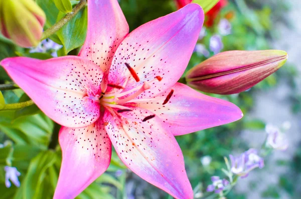 黒の背景にピンクの花びらを持つフラグメントのユリの花のマクロ写真 — ストック写真