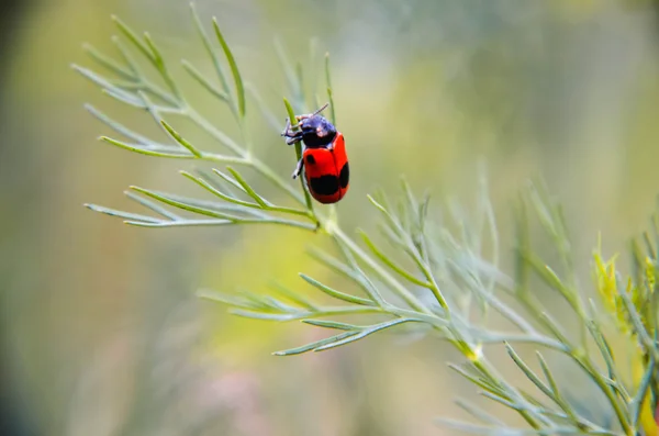 Black and red beetle sitting on a flower dill — Stock Photo, Image