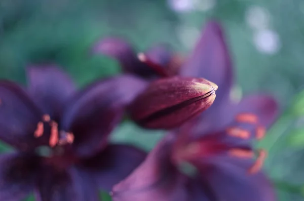 在背景上带有黑色花瓣的百合花的宏观摄影 — 图库照片