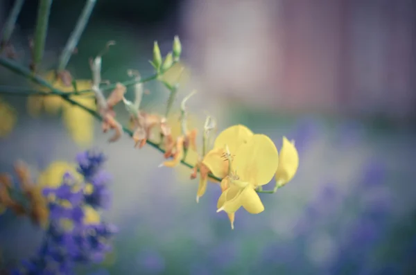 黄色的花特写镜头在花园里 — 图库照片