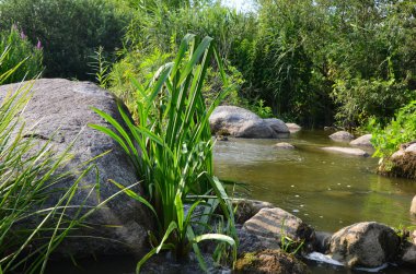 Orman, nehir ve Ukrayna'da taşlar, yatay