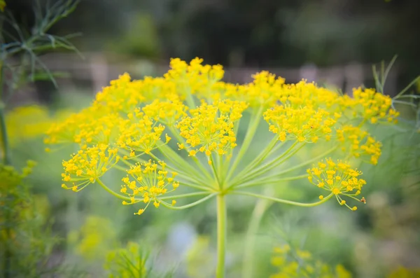 花ディルの上に座って黒い甲虫 — ストック写真