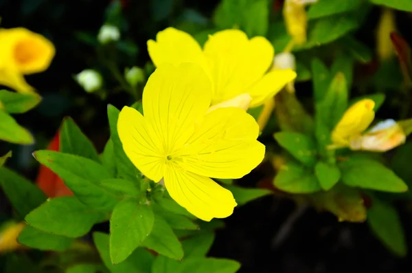 Вечерняя первоцвет Oenothera biennis. Закрыть цветок на зеленом фоне — стоковое фото