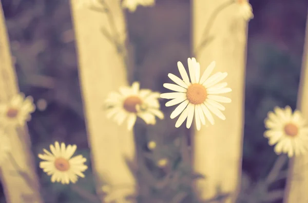 Γκρο πλαν όμορφες μαργαρίτες λουλούδια ανθίζουν στο λευκό φραχτη στην αυλή — Φωτογραφία Αρχείου
