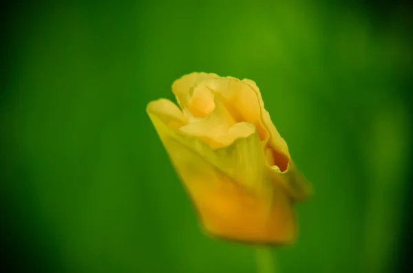 Eschscholzia contra o fundo de grama verde. Californica, papoila da Califórnia — Fotografia de Stock