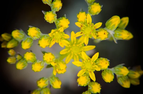 Flor amarela Sedum rubrotinctum ou, Porco e Feijão, geléia — Fotografia de Stock