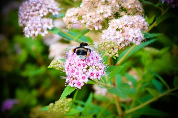 Close-up van bijen genieten van de de ster-vormig roze bloemen - Fette Henne Sedum spectabile — Stockfoto