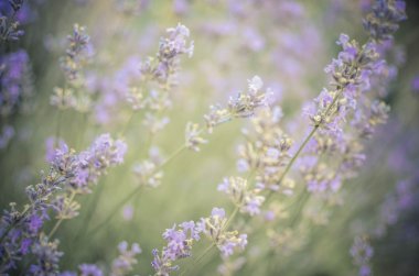 Görünüm alanları taze lavanta