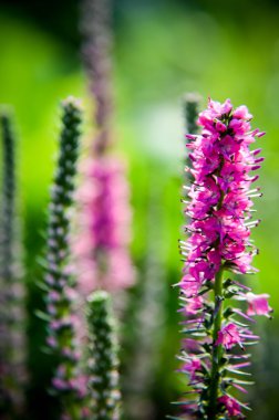 Ortak heather calluna vulgaris. Küçük bal orman bitki ve süs Bahçe .