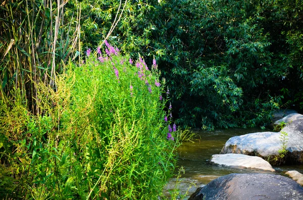 Paisaje de verano con un río, árboles, plantas con flores en tiempo soleado — Foto de Stock