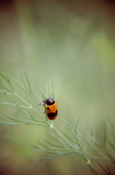 Black and red beetle sitting on a flower dill — Stock Photo, Image