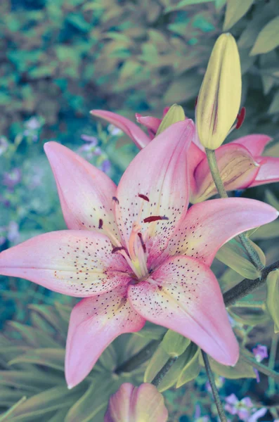 黒の背景にピンクの花びらを持つフラグメントのユリの花のマクロ写真 — ストック写真