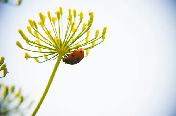 Czarny i czerwony chrząszcz, siedząc na koperek kwiat — Zdjęcie stockowe