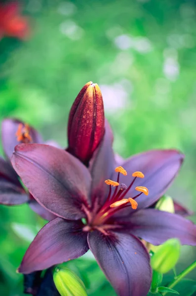 Makro fotoğrafçılık arka plan üzerinde koyu siyah yaprakları ile bir lily çiçek — Stok fotoğraf